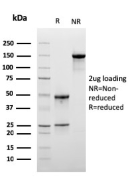 LSP1 Antibody