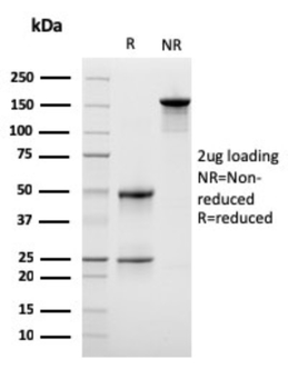 LSP1 Antibody