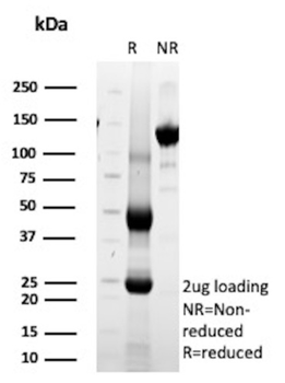 MBD1 Antibody