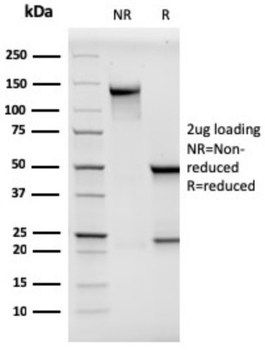 MCAM Antibody