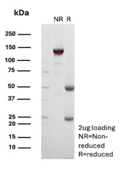 MCAM Antibody