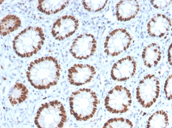 MCM6 Antibody