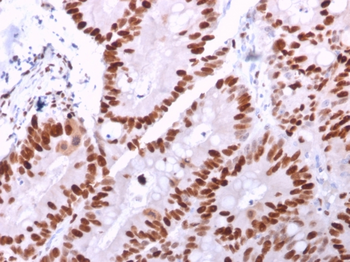 MCM6 Antibody