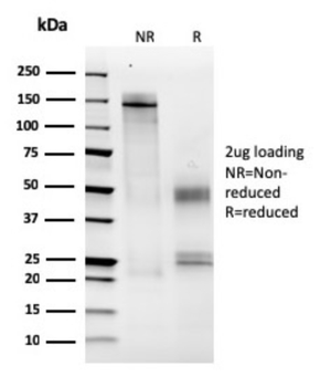 MCM6 Antibody