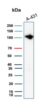 MCM6 Antibody