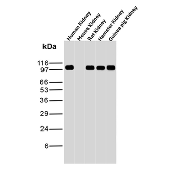 MCM6 Antibody