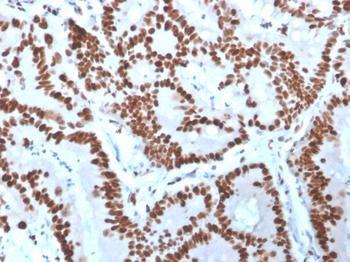 MCM6 Antibody