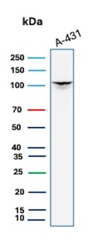 MCM6 Antibody