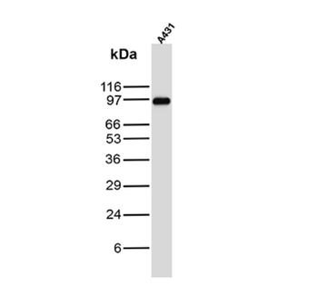 MCM6 Antibody