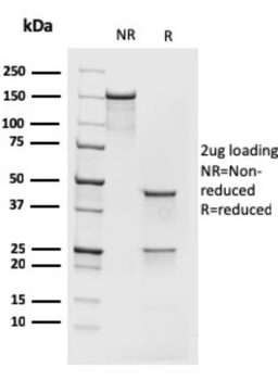 MCM7 Antibody