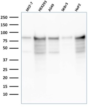 MCM7 Antibody