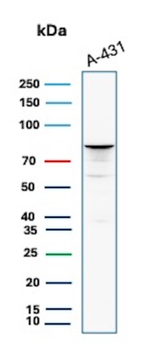 MCM7 Antibody