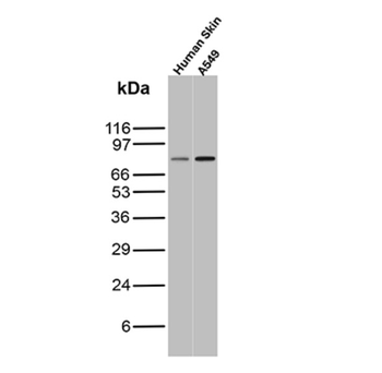 MCM7 Antibody