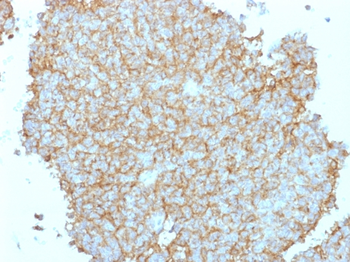 CD99 Antibody