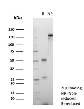 CD99 Antibody
