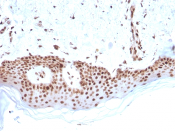 MSH2 Antibody