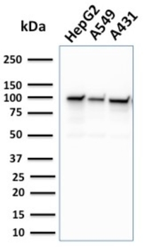 MSH2 Antibody