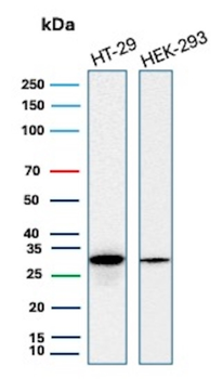 MTAP Antibody