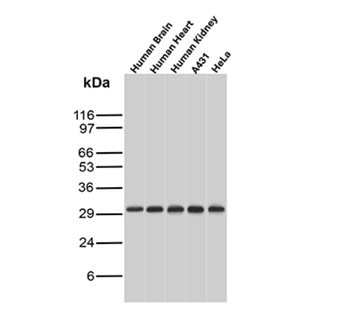 MTAP Antibody