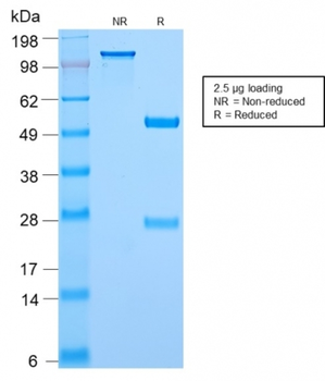 MYC Antibody