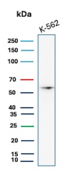 MYC Antibody