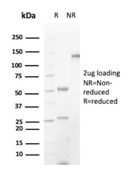 MYC Antibody
