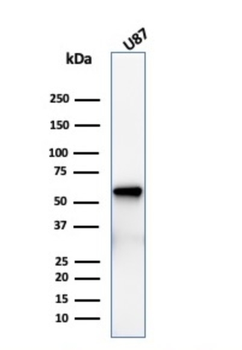 NGFR Antibody