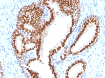 NKX3-1 Antibody