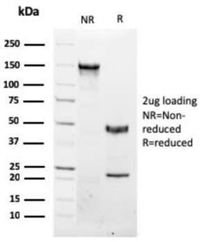 NKX3-1 Antibody