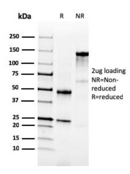 NKX3-1 Antibody