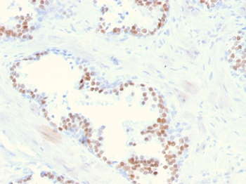 NKX3-1 Antibody
