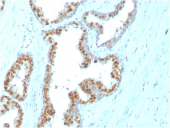 NKX3-1 Antibody
