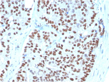 NKX3-1 Antibody