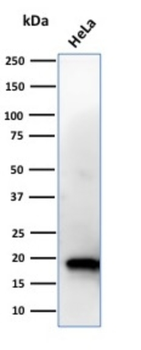 NME1 Antibody