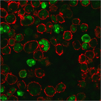 NPM1 Antibody