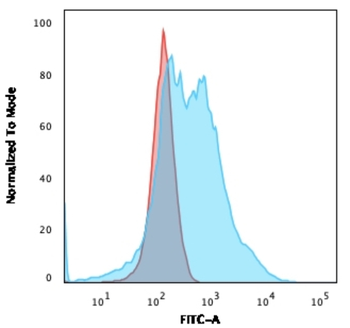 NPM1 Antibody