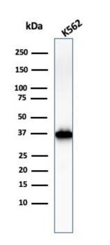 NPM1 Antibody