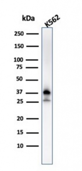 NPM1 Antibody