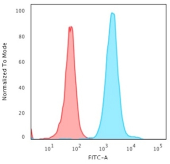 NPM1 Antibody