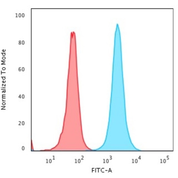 NPM1 Antibody