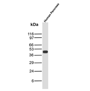 NPM1 Antibody