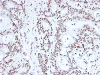 NRF1 Antibody