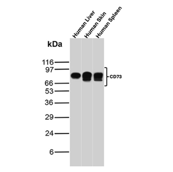 NT5E Antibody