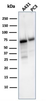 NT5E Antibody