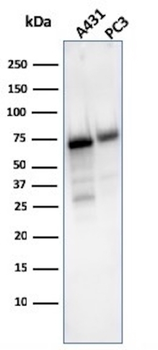NT5E Antibody