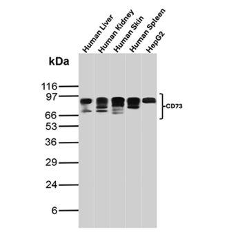 NT5E Antibody
