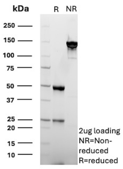 NT5E Antibody