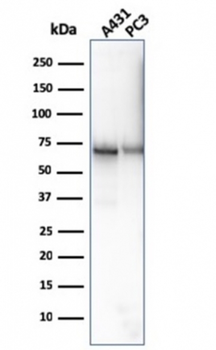 NT5E Antibody