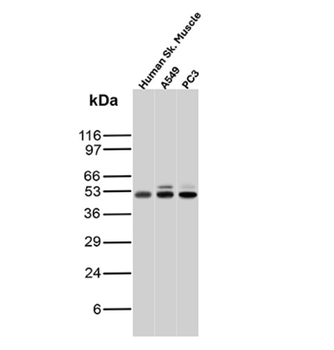 ODC1 Antibody