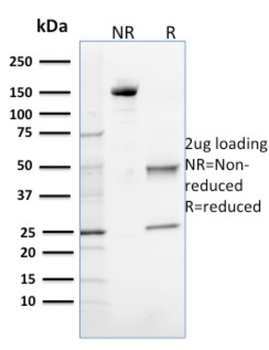 OGG1 Antibody